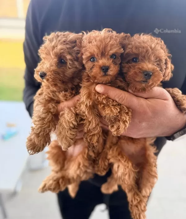 Ipeksi Kurklu 3 Aylık Oyuncak Poodle Yavruları
