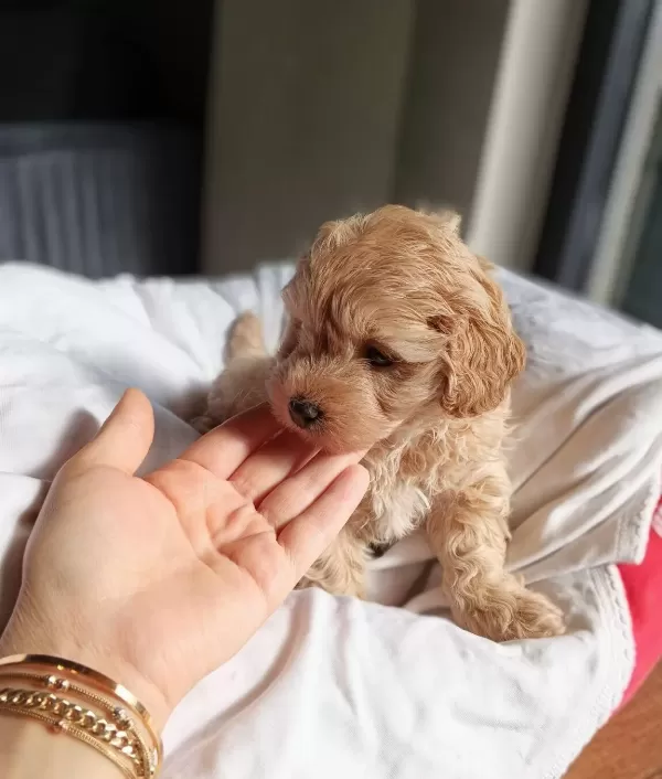 Show Kalite Maltipoo