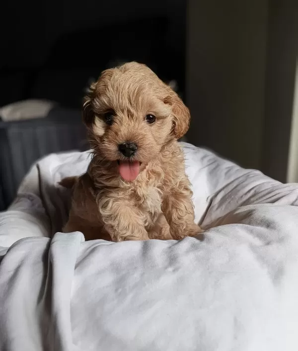 Show Kalite Maltipoo
