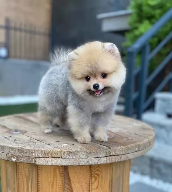 Teddy Bear Suratlı Pomeranian Boo Yavruları