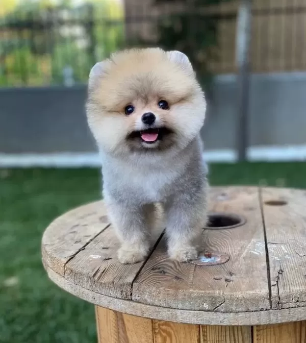 Teddy Bear Suratlı Pomeranian Boo Yavruları