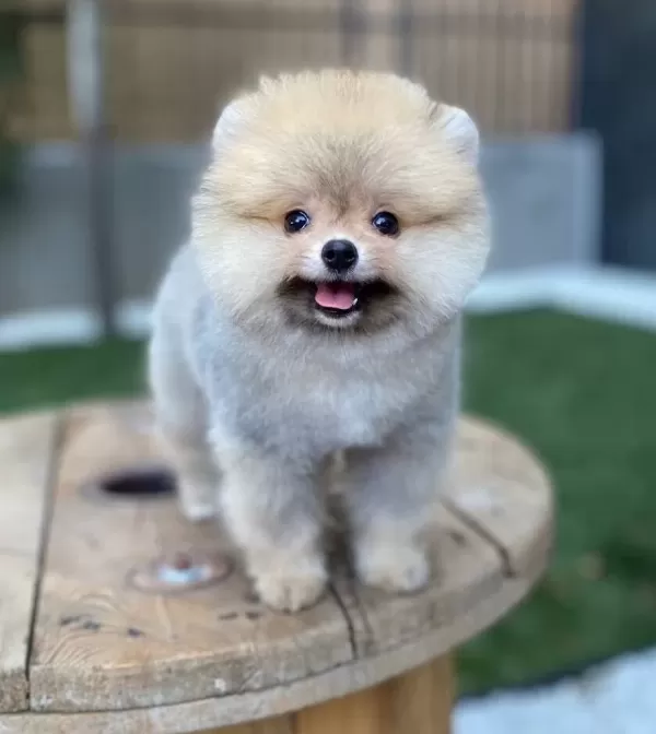 Teddy Bear Suratlı Pomeranian Boo Yavruları