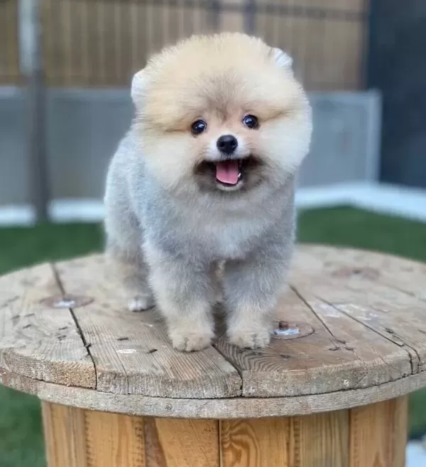 Teddy Bear Suratlı Pomeranian Boo Yavruları