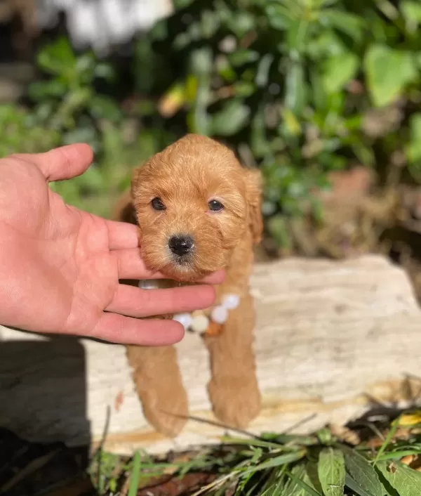 Micro Kore Poodle Yavrularımız Ile Hayatınıza Neşe Katın