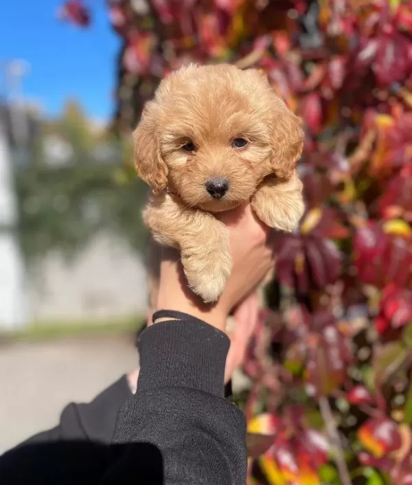 Micro Kore Poodle Yavrularımız Ile Hayatınıza Neşe Katın