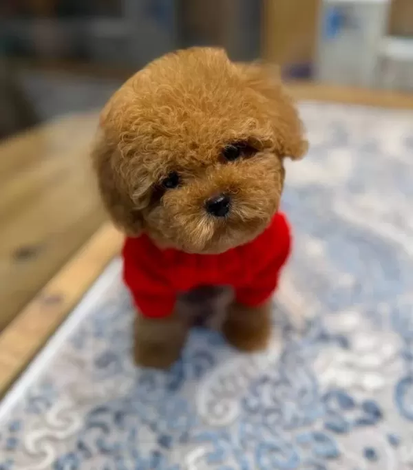Akıllı Ve tüy Dokmeyen Kıvırcık Toy Poodle Yavruları