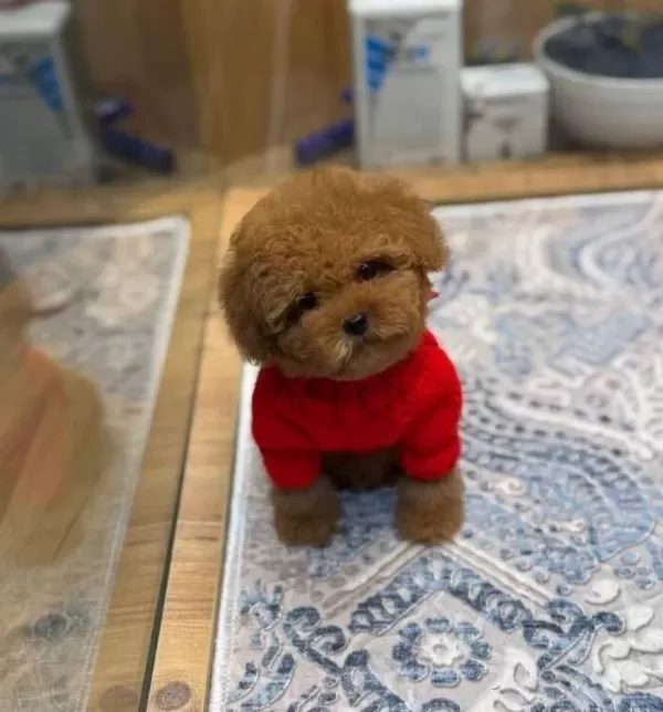 Akıllı Ve tüy Dokmeyen Kıvırcık Toy Poodle Yavruları