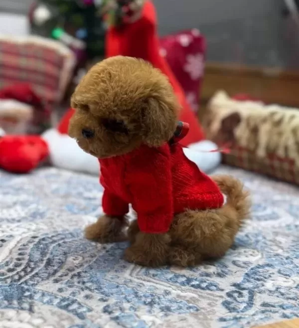 Akıllı Ve tüy Dokmeyen Kıvırcık Toy Poodle Yavruları