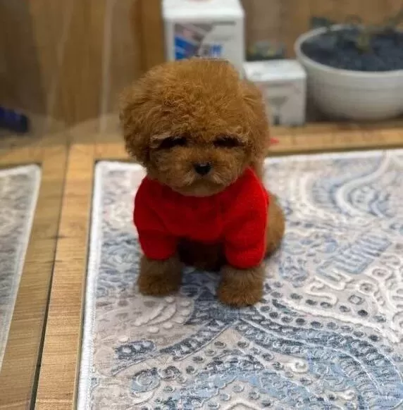 Akıllı Ve tüy Dokmeyen Kıvırcık Toy Poodle Yavruları