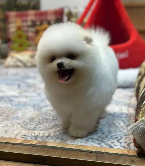 Tedy Face Pomeranian Boo Yavrusu