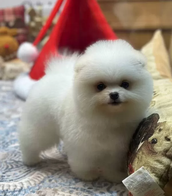 Tedy Face Pomeranian Boo Yavrusu