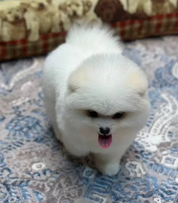 Tedy Face Pomeranian Boo Yavrusu