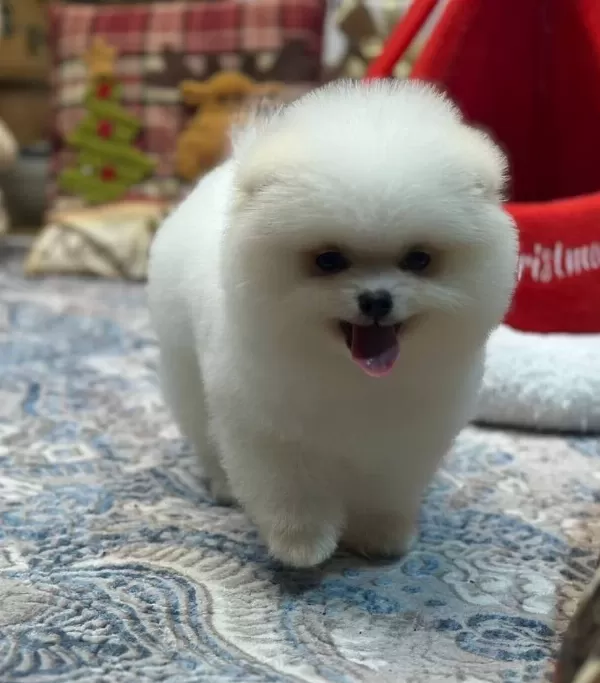 Tedy Face Pomeranian Boo Yavrusu