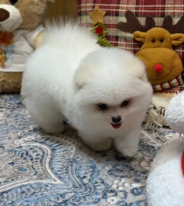 Tedy Face Pomeranian Boo Yavrusu