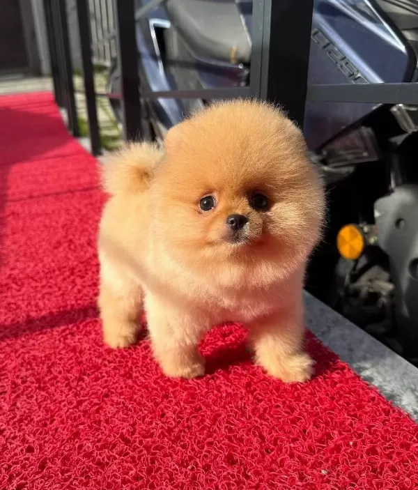 Pomeranian Boo Irk Garantili Yavrular