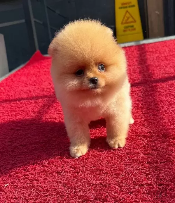 Pomeranian Boo Irk Garantili Yavrular