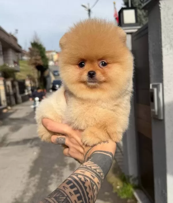 Pomeranian Boo Irk Garantili Yavrular