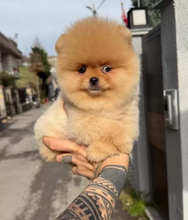 Pomeranian Boo Irk Garantili Yavrular