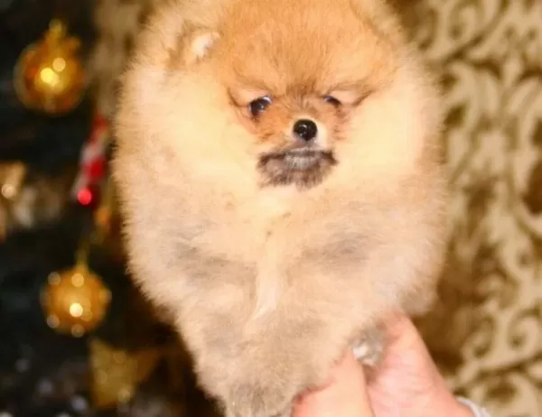 Orange Pomeranian Boo