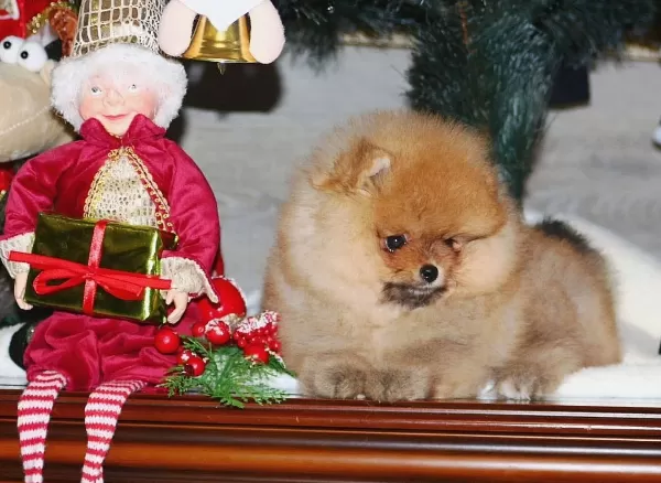Orange Pomeranian Boo