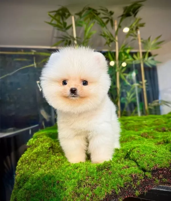 Orange Pomeranian Boo