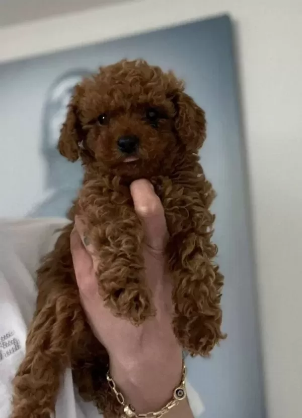 A Kalite Poodle Erkek Yavrularım