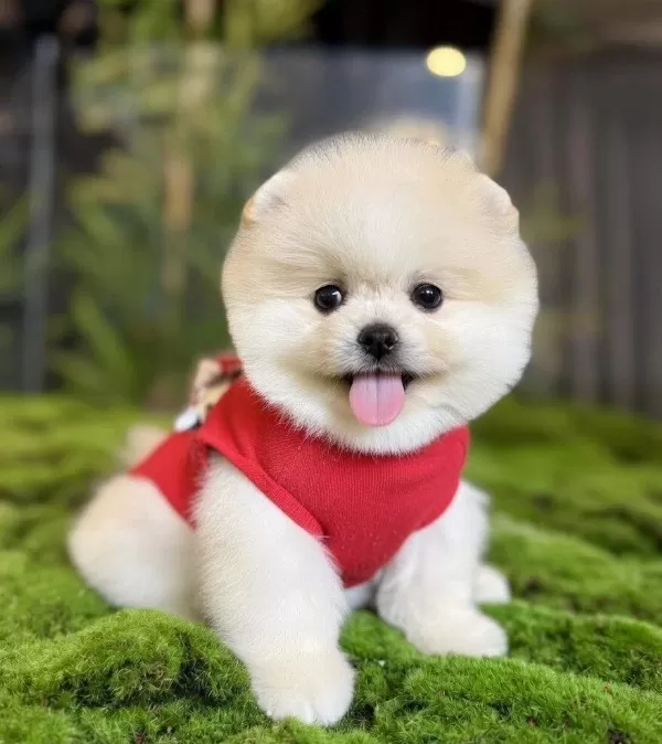 Pomeranian Boo Kopek Dunyası Icin Sosyal Ve Oyuncu Yavru