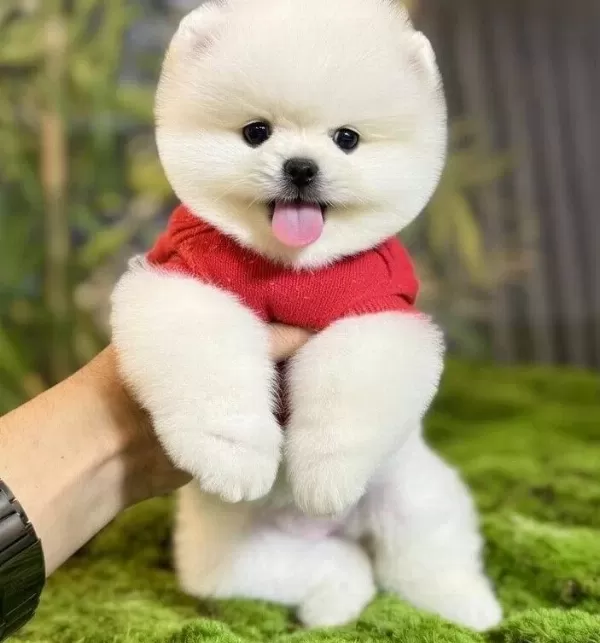Pomeranian Boo Kopek Dunyası Icin Sosyal Ve Oyuncu Yavru