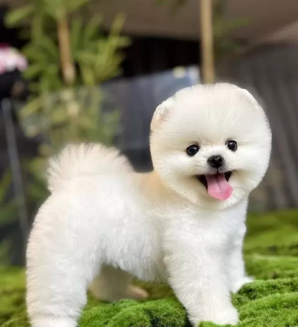 Pomeranian Boo Kopek Dunyası Icin Sosyal Ve Oyuncu Yavru