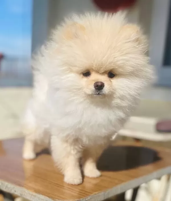 Ayı Surat Pomeranian Boo Yavrusu Shaved Haircut