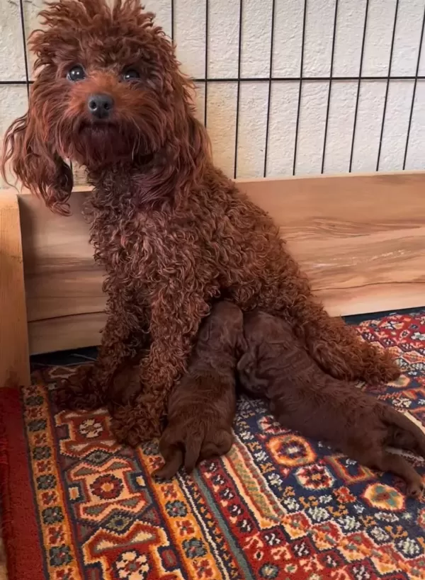 Kızıl Renk Tonu Ve Ipeksi tüy Yapısıyla Oyuncu Toy Poodle