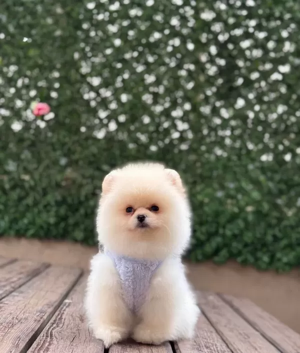 Ayıcık Surat Pomeranian Boo Yavruları
