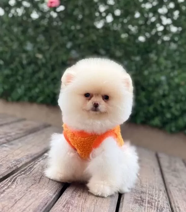 Disi Teddy Bear Pomeranian Boo Yavrumuz