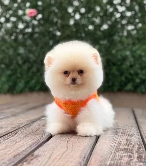 Disi Teddy Bear Pomeranian Boo Yavrumuz