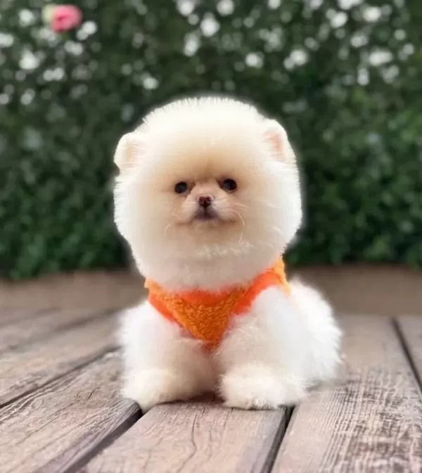 Disi Teddy Bear Pomeranian Boo Yavrumuz