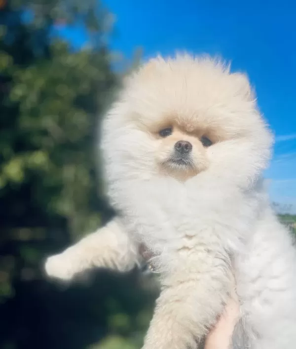 Ayı Surat Pomeranian Boo Yavrusu Shaved Haircut