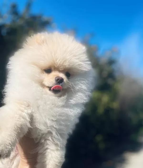 Ayı Surat Pomeranian Boo Yavrusu Shaved Haircut
