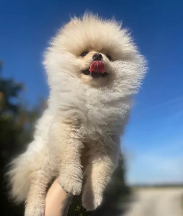 Ayı Surat Pomeranian Boo Yavrusu Shaved Haircut