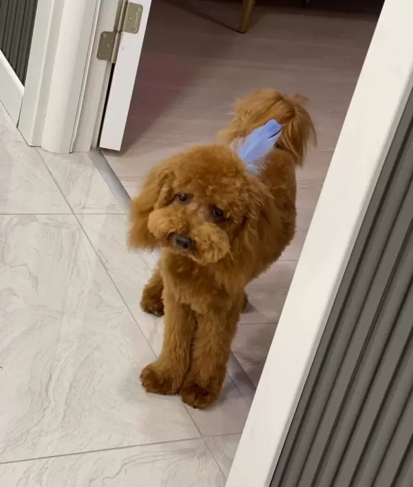 Tuvalet Eğitimli Uysal Ve Oyuncu Toy Poodle