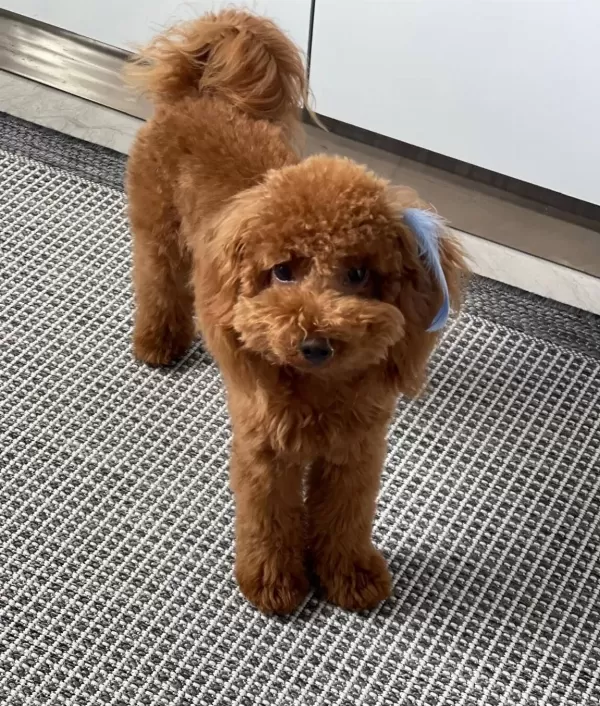 Tuvalet Eğitimli Uysal Ve Oyuncu Toy Poodle