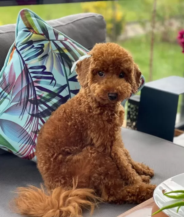 Tuvalet Eğitimli Uysal Ve Oyuncu Toy Poodle