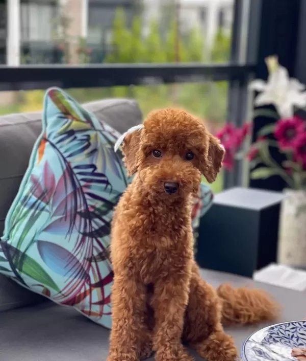 Tuvalet Eğitimli Uysal Ve Oyuncu Toy Poodle