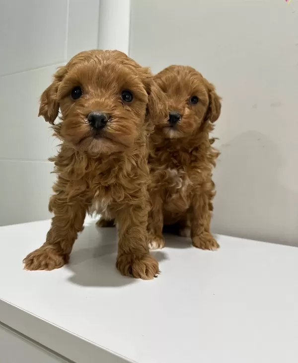 Toy Poodlye Ayarında Mini Maltipo Bebekler