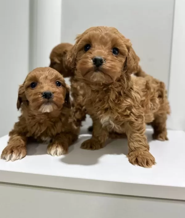 Toy Poodlye Ayarında Mini Maltipo Bebekler