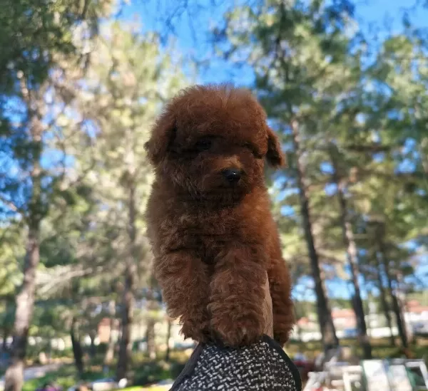 Bakanlık Onaylı Toy Poodle