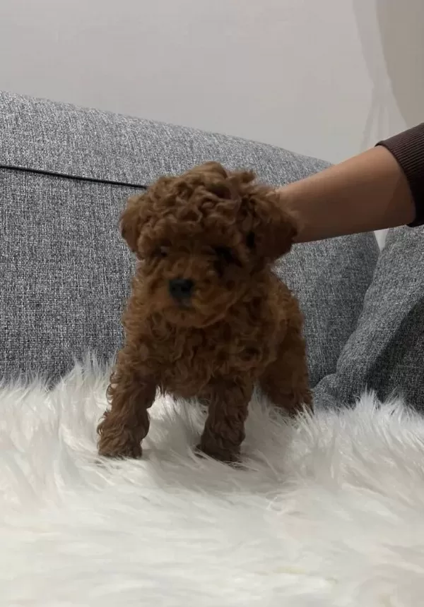 Kore Poodle Teddy Bear Surat