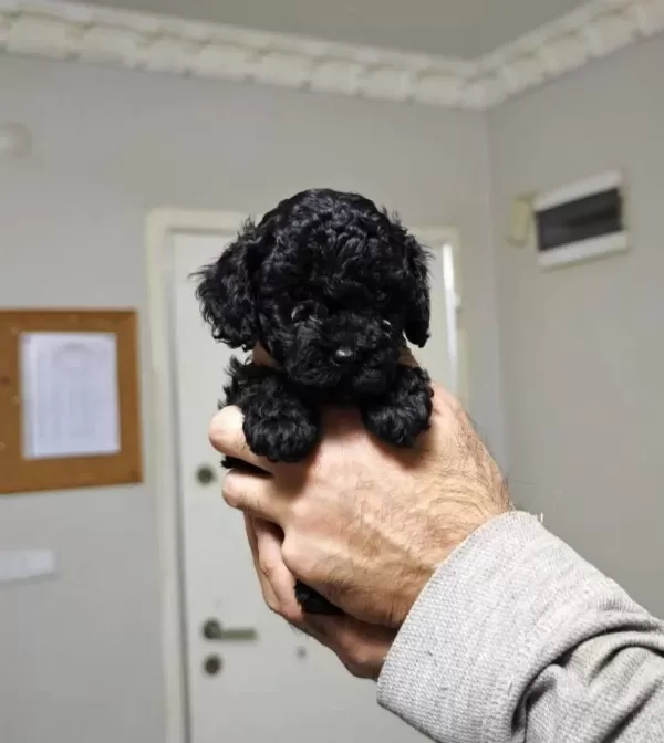 Bakanlık Onaylı Toy Poodle