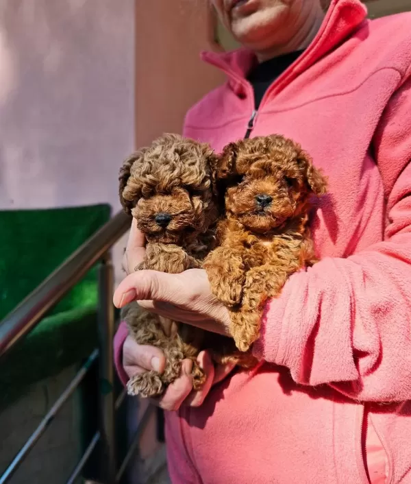 Bakanlık Onaylı Toy Poodle