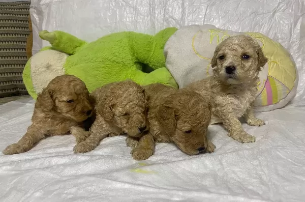 Ev Ortamına Uyumlu Toy Poodle Yavruları