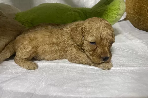 Ev Ortamına Uyumlu Toy Poodle Yavruları